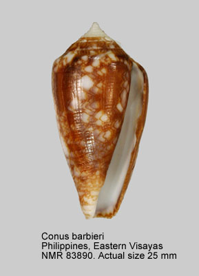 Conus barbieri (2).jpg - Conus barbieri G.Raybaudi Massilia,1995